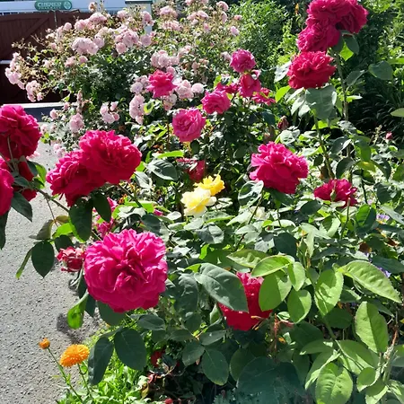 Saint Martin's Отель типа 