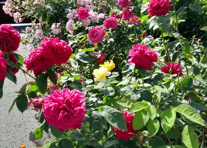 Saint Martin's לינה וארוחת בוקר 4*